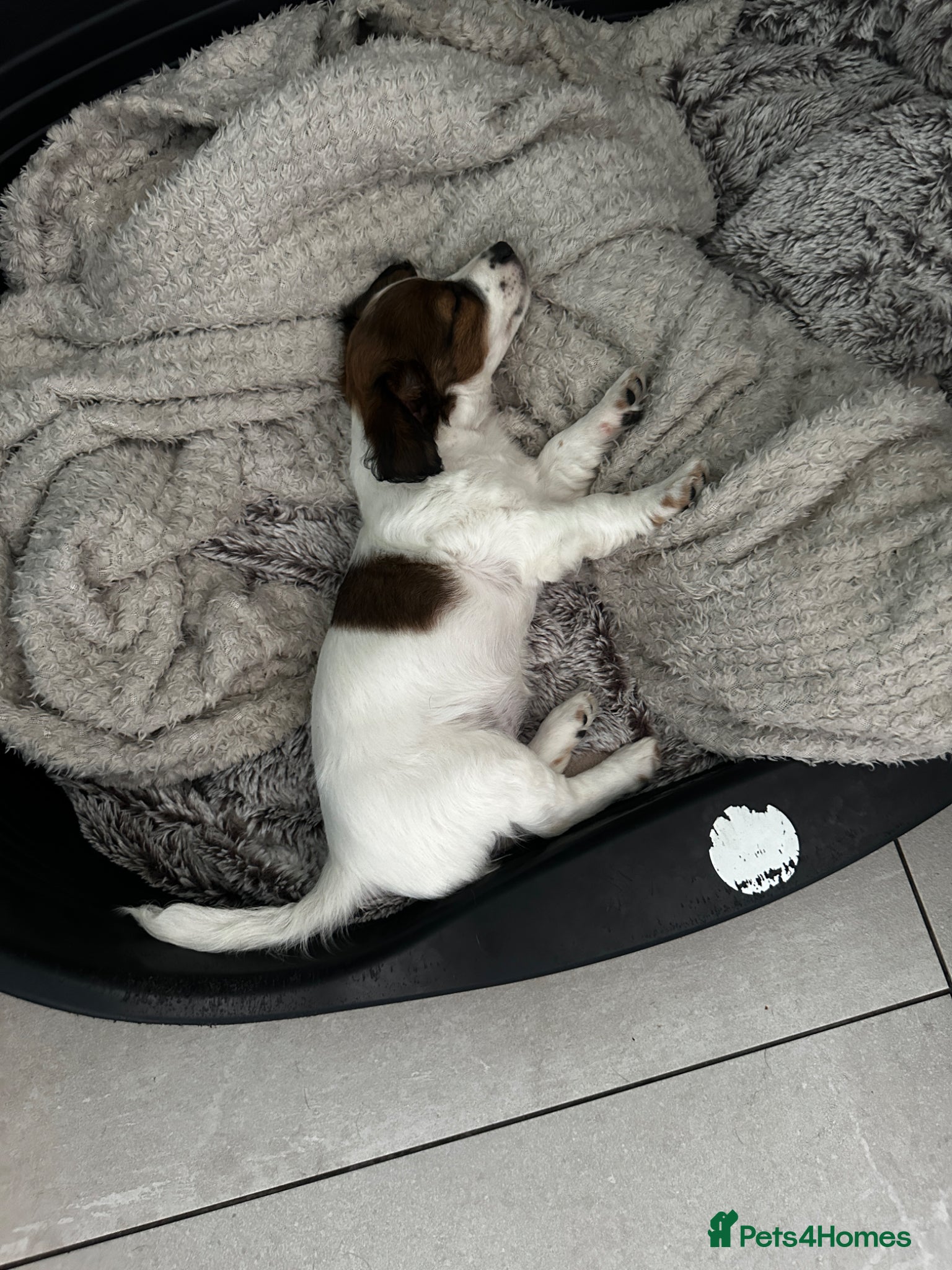Jack Russell dogs Beautiful Miniature Jack Russell’s  - Advert 2