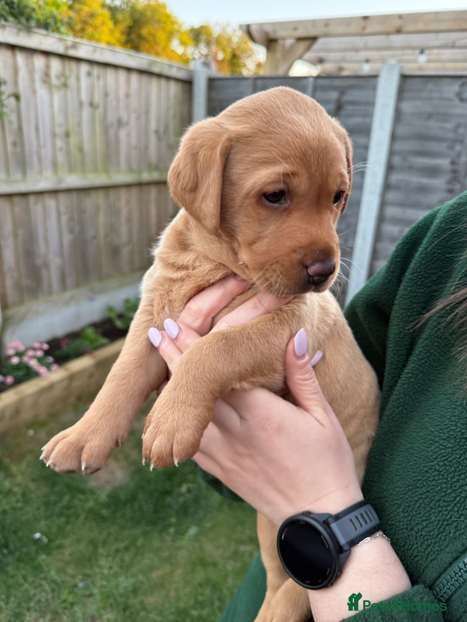Labrador Retriever dogs Fox Red Labrador - 1 Girl Left - Advert 1