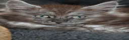Maine Coon cats for sale: TICA Maine Coon Kittens 𝕽𝖊𝖆𝖉𝖞 𝖙𝖔 𝖑𝖊𝖆𝖛𝖊 - Advert 25