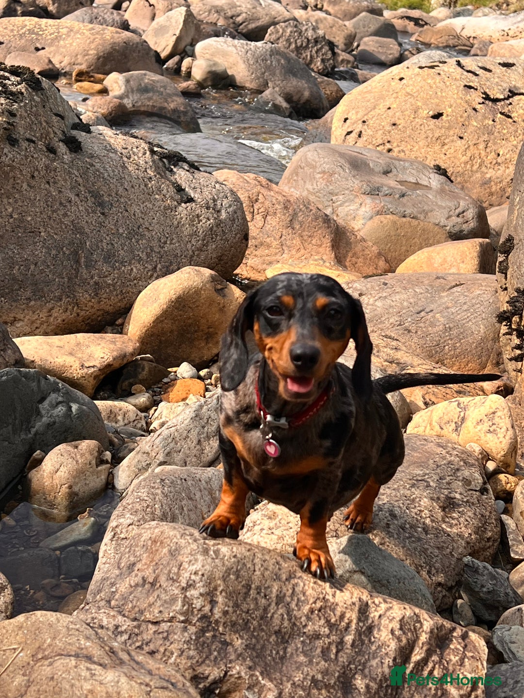 Miniature Dachshund dogs for sale: Stunning Miniature Dachshund Puppies - Image 7