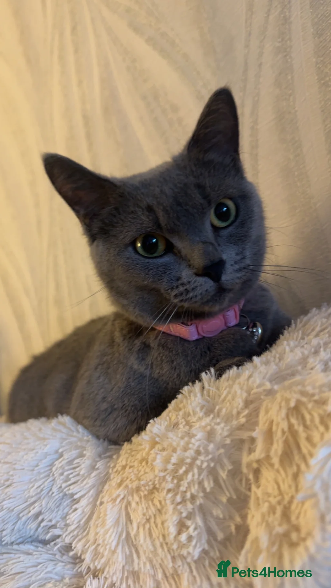 Munchkin cats for sale: Mimi - Munchkin female  - Advert 2