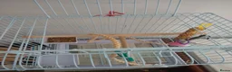 Cockatiels birds for sale: Male Cockatiel, cage and accessories  in Rochdale - Advert 7