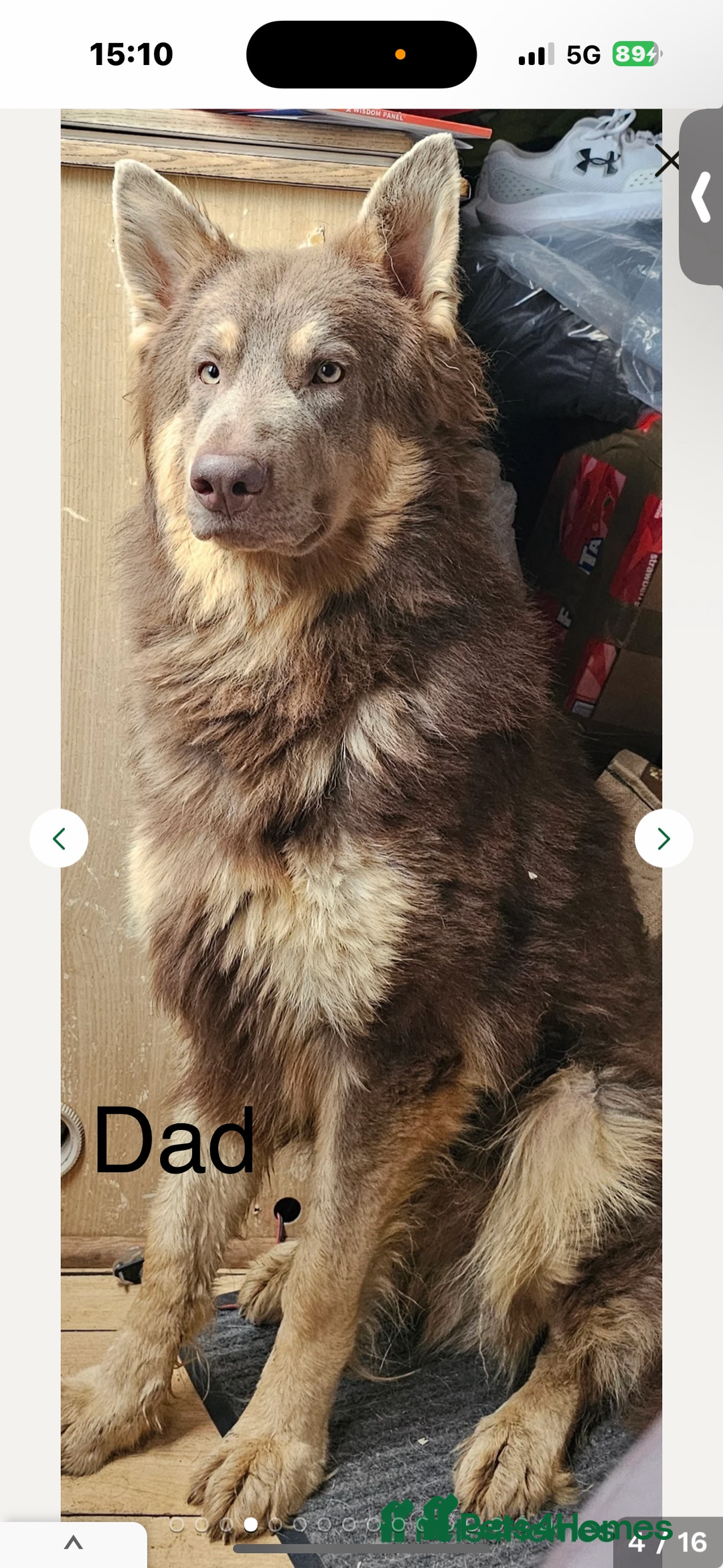 German Shepherd dogs for sale: Kc registered DNA Health tested gsd puppy  - Advert 9