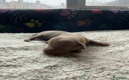 Miniature Dachshund dogs for sale: Miniature daxies - Advert 8