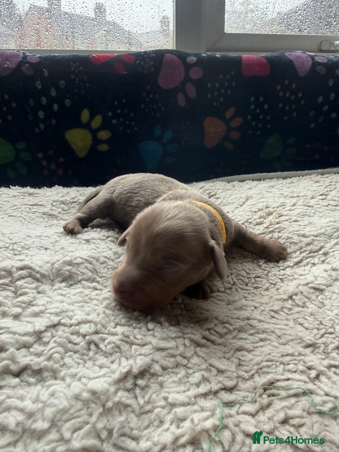 Miniature Dachshund dogs for sale: Miniature daxies - Advert 8