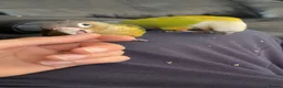 Conures birds for sale: Bonded Pair of Young Conures in London - Advert 2