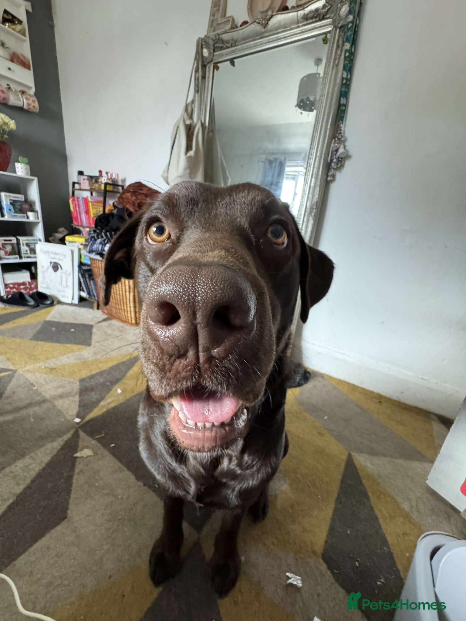 Labrador Retriever dogs Buddy - Advert 2