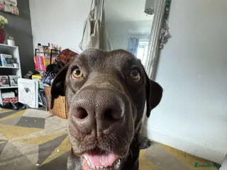 Labrador Retriever dogs Buddy - Advert 2