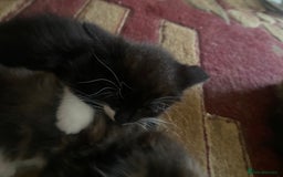 American Wirehair cats for sale: 4 kitten for sale - Image 6