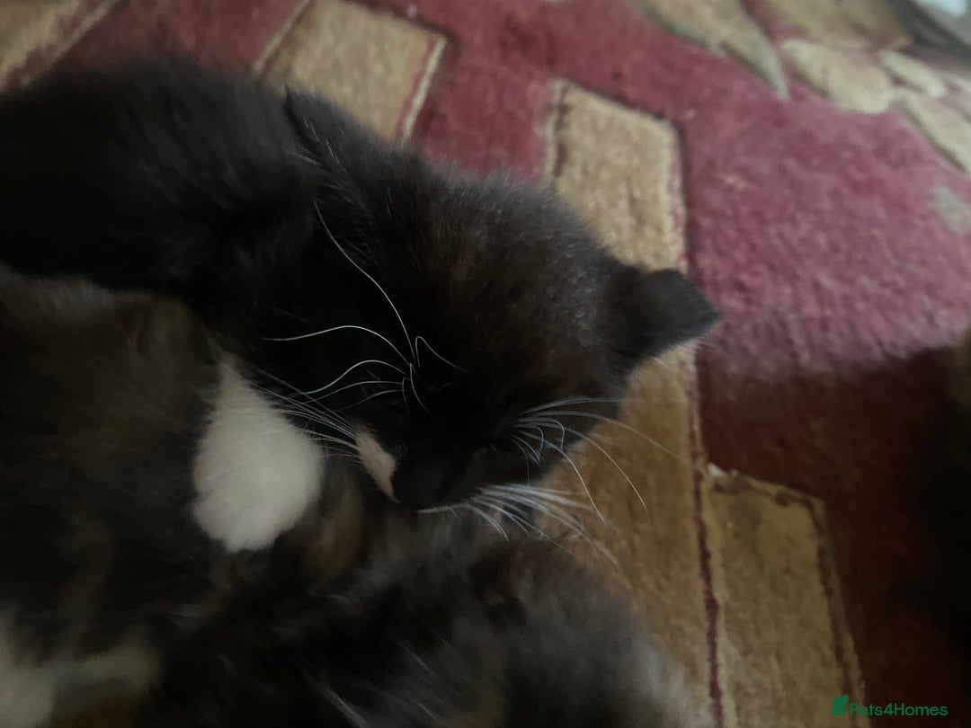 American Wirehair cats for sale: 4 kitten for sale - Image 6