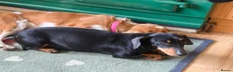Miniature Dachshund dogs for sale: Beautiful miniature dachshund puppies - Advert 34