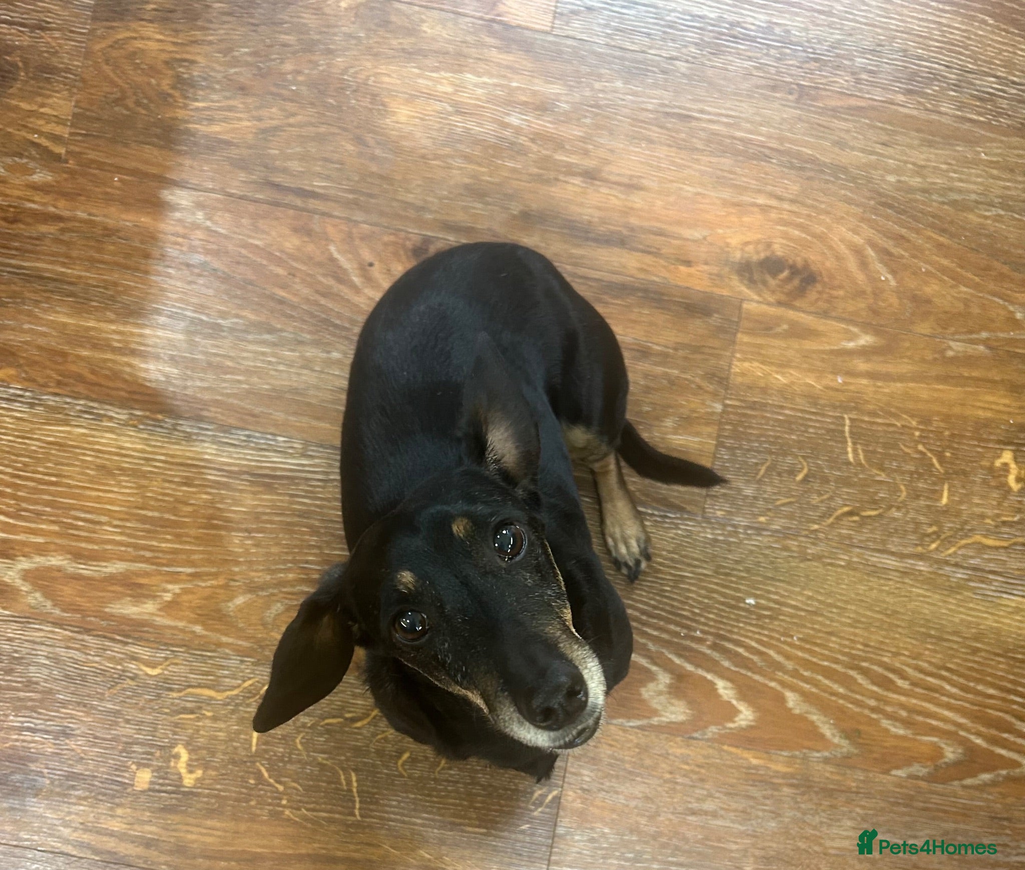 Miniature Dachshund dogs Miniature Dacshund - Advert 1