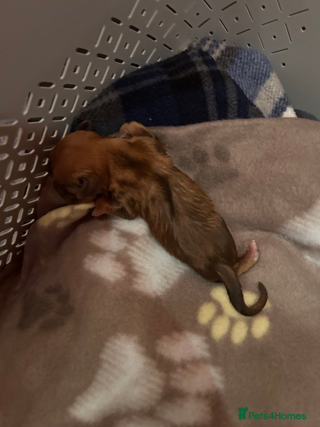 Dogue De Bordeaux dogs for sale: Dogue De Bordauex Puppies for sale - Image 19