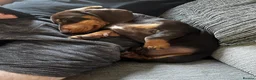Miniature Dachshund dogs for sale: Beautiful Miniature Dachshund Girl in Swansea - Advert 1