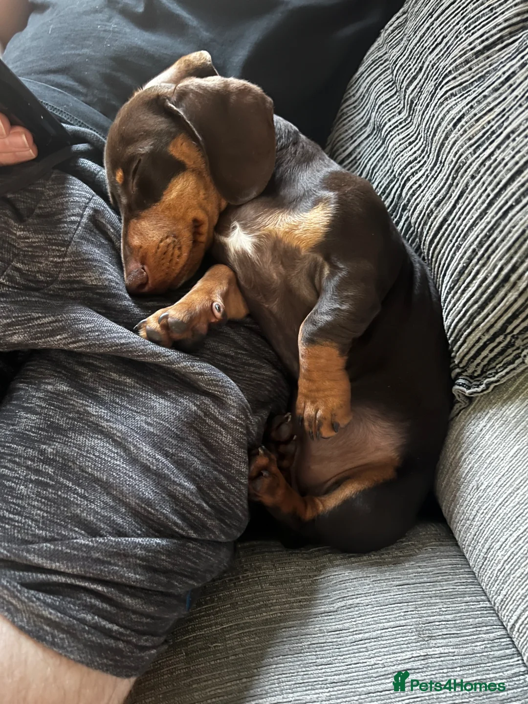 Miniature Dachshund dogs for sale: Beautiful Miniature Dachshund Girl in Swansea - Advert 1