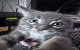 Maine Coon cats for sale: READY NOW Maine coon kittens  - Image 32