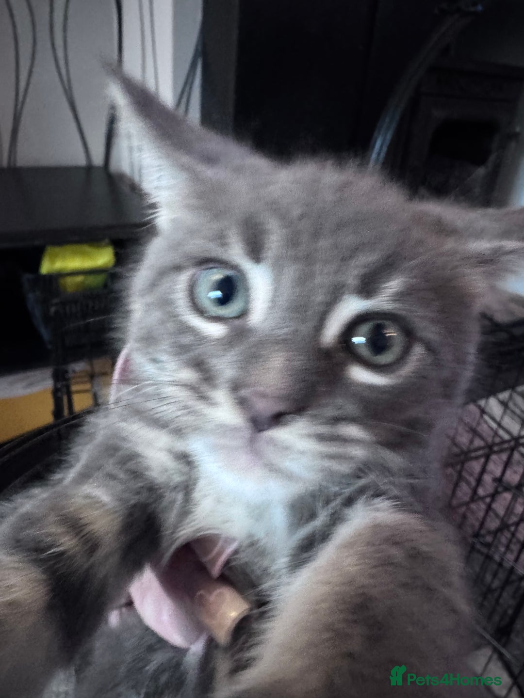 Maine Coon cats for sale: READY NOW Maine coon kittens  - Image 32