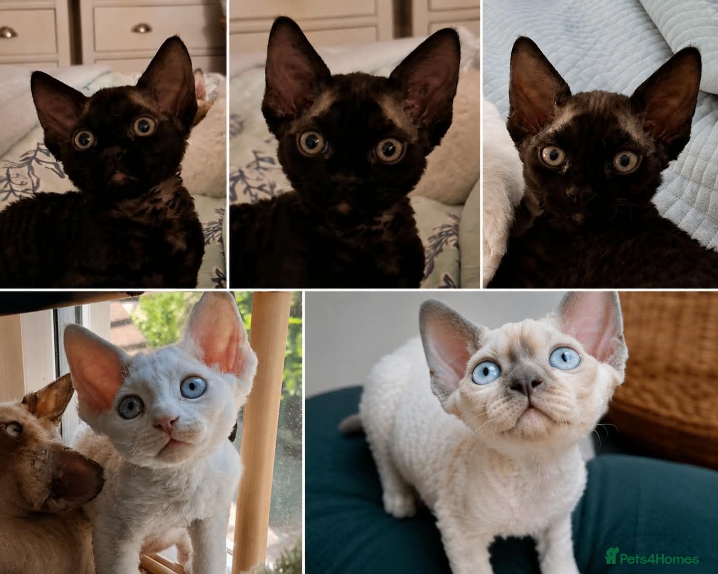 Devon Rex cats Devon Rex- FIFe registered -Spayed & Ready Now - Advert 15