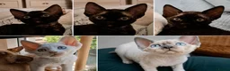 Devon Rex cats for sale: Devon Rex- FIFe registered -Spayed & Ready Now - Advert 1