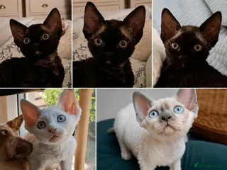 Devon Rex cats Devon Rex- FIFe registered -Spayed & Ready Now - Advert 2