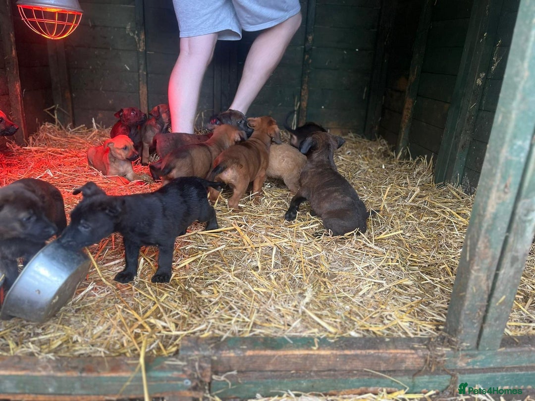 Belgian Shepherd Dog dogs for sale: Litter  - Image 19
