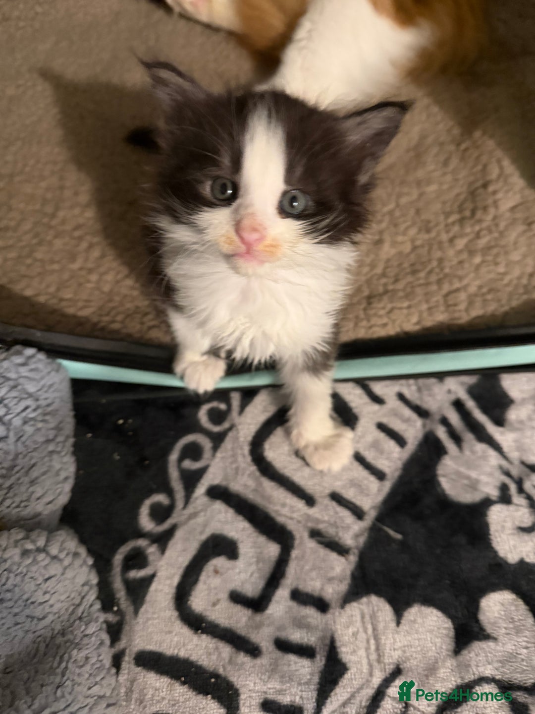 Maine Coon cats for sale: Mainecoon boy xx large  - Advert 16