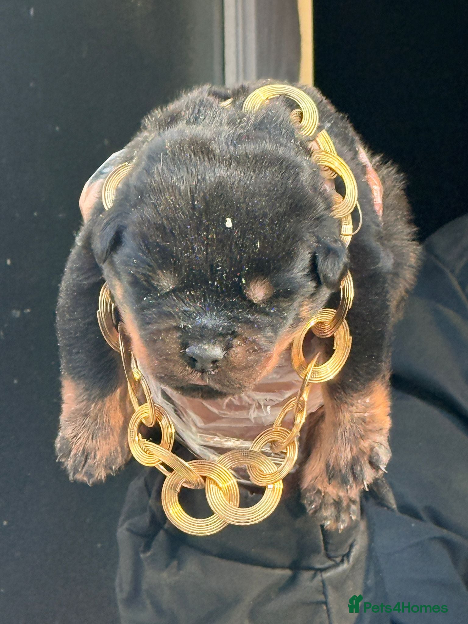 Rottweiler dogs Top quality kc pups for sale timitor X edelstein - Advert 2