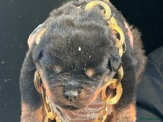 Rottweiler dogs Top quality kc pups for sale timitor X edelstein - Advert 2