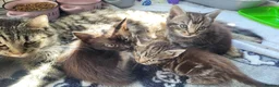 Mixed Breed cats for sale: 5 kittens available 17th October  - Advert 5