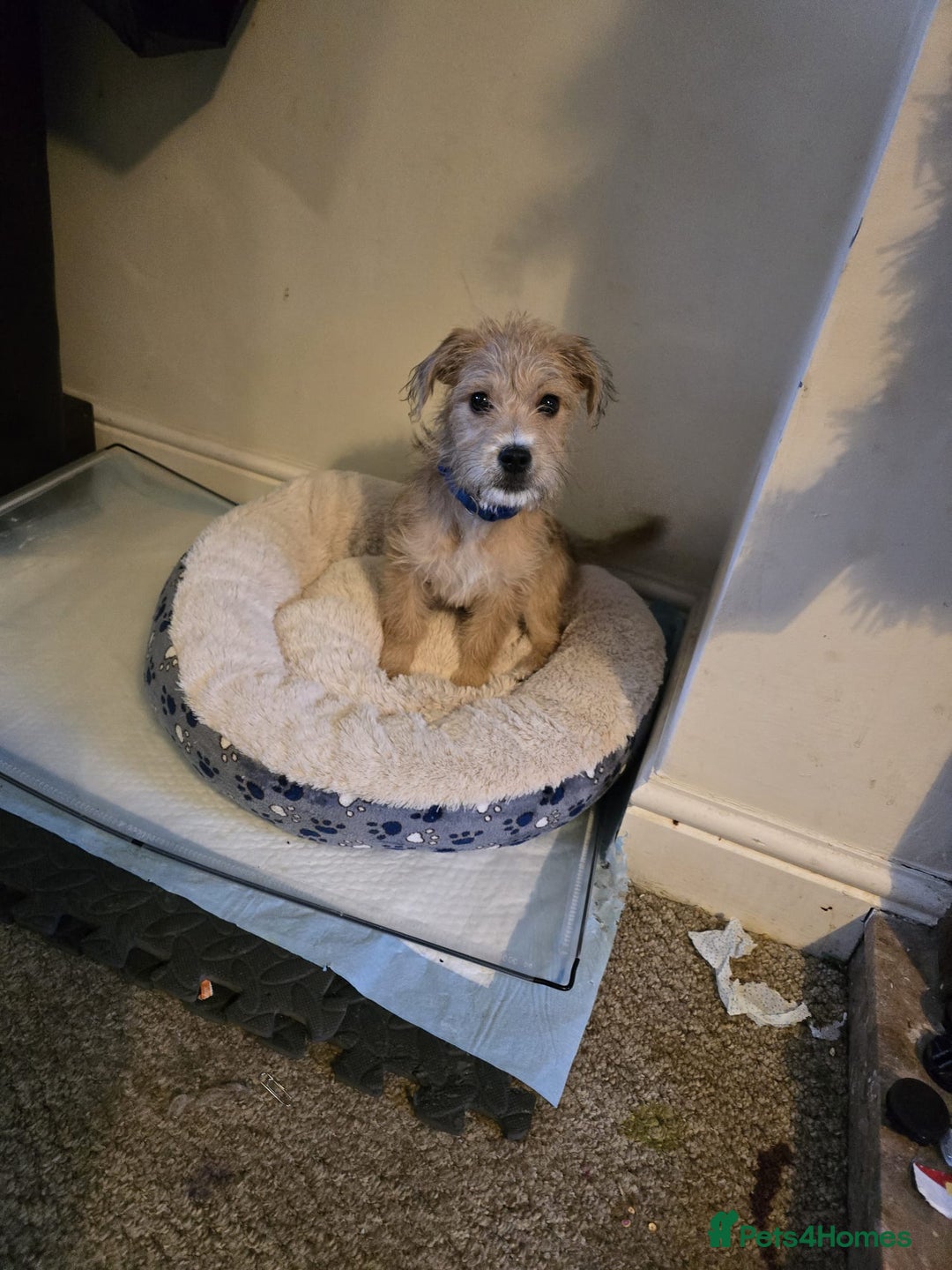 Mixed Breed dogs for sale: Milo needs a new home - Advert 2