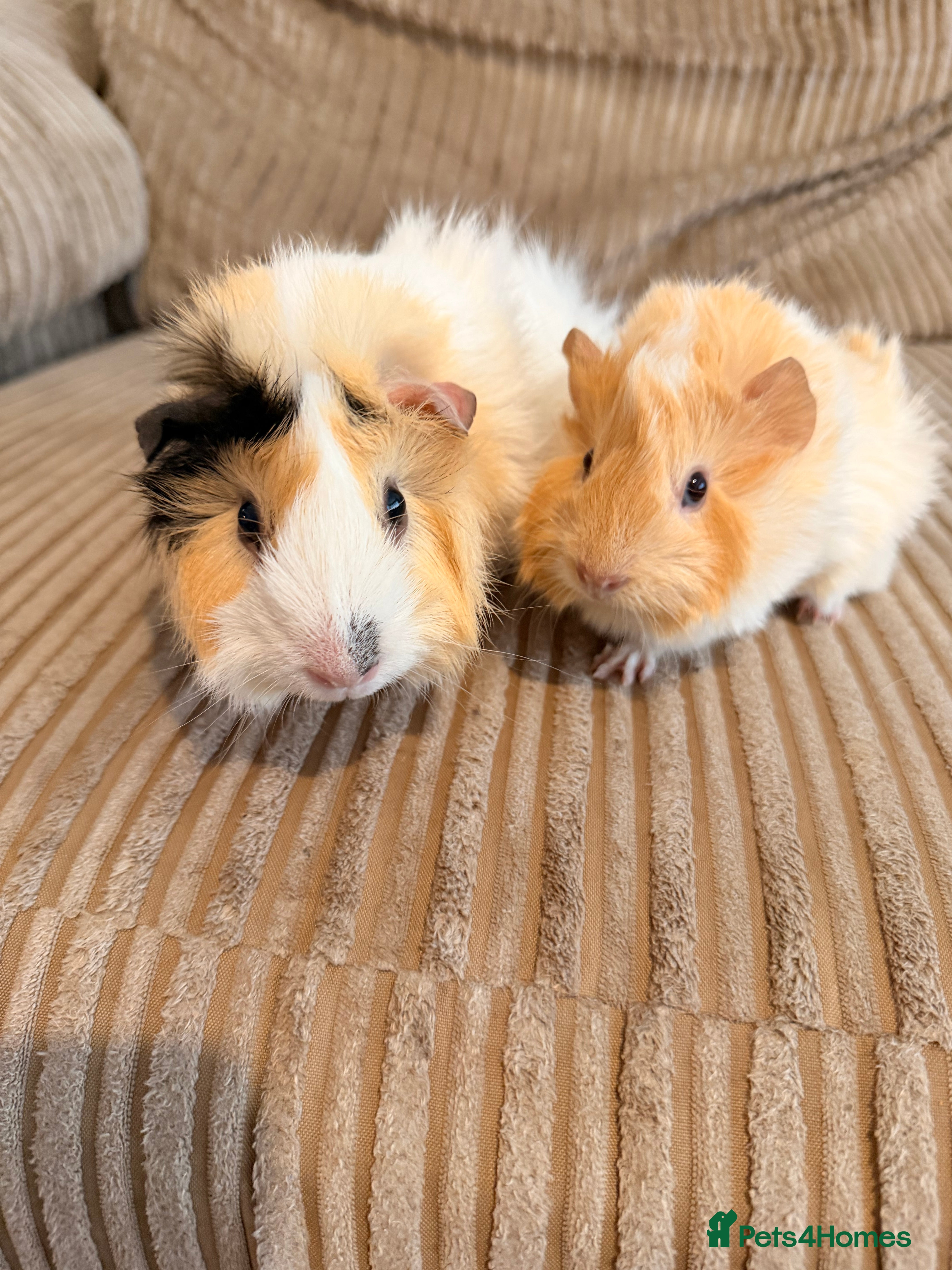 Guinea Pig rodents Female Abyssinian Guinea pig and her sow offspring - Advert 1