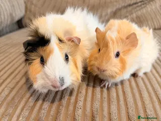 Guinea Pig rodents Female Abyssinian Guinea pig and her sow offspring - Advert 1