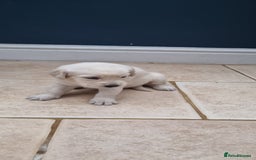 Mixed Breed dogs for sale: Double Doodle puppies  - Image 3