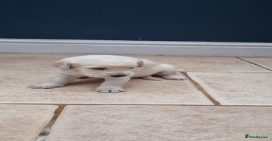 Mixed Breed dogs Double Doodle puppies  - Advert 1