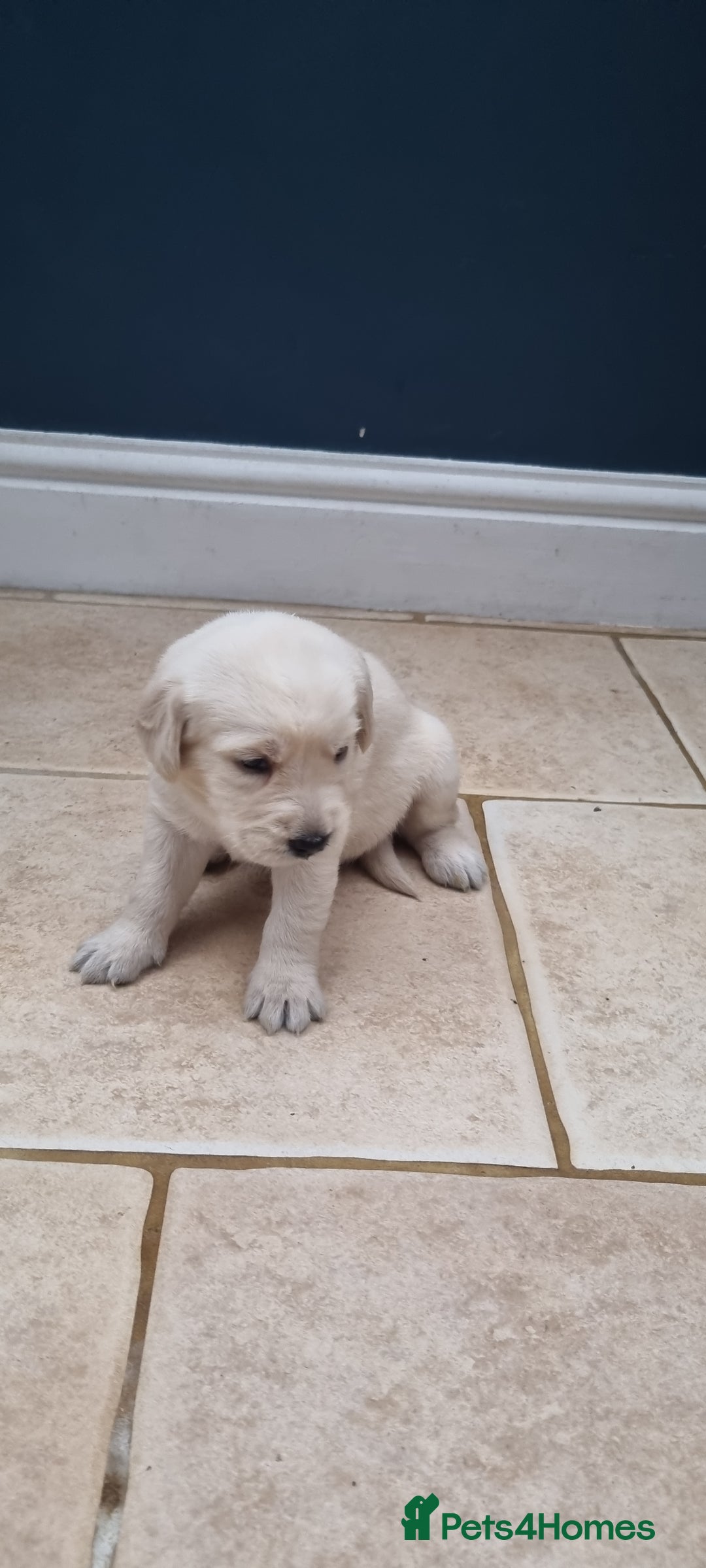 Mixed Breed dogs for sale: Double Doodle puppies  - Image 3