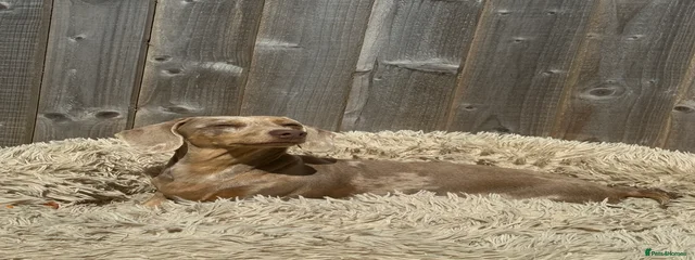 Bambi