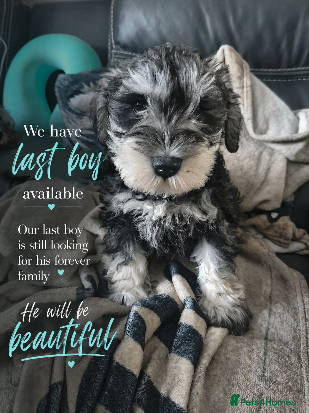 Miniature Schnauzer dogs Miniature Schnauzers KC Reg 3 boys 1girl available - Advert 3