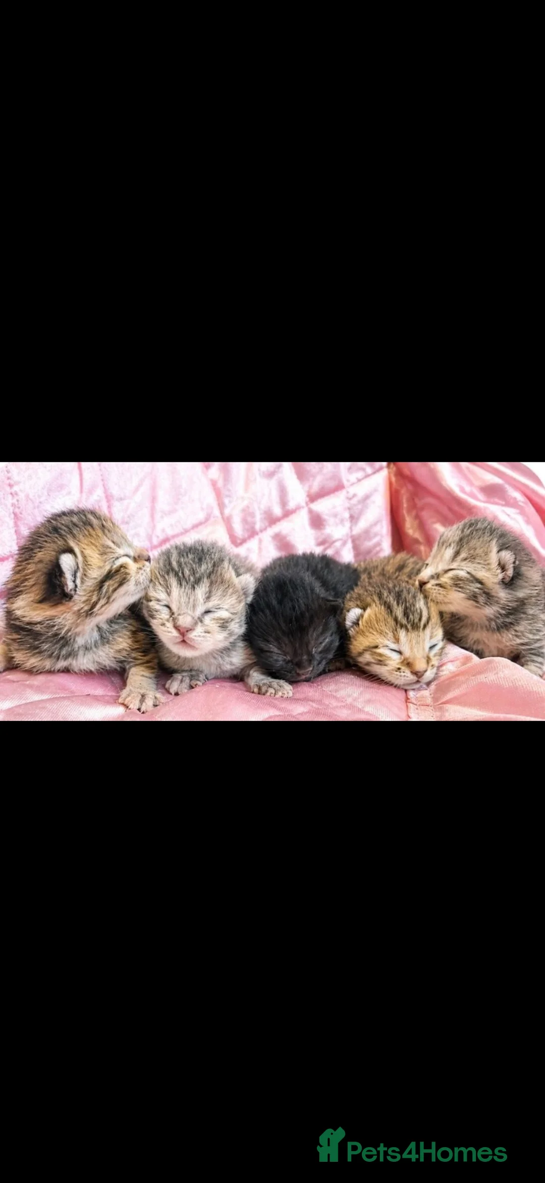 Ragdoll cats for sale: Ragdoll x bengal  bengal x maincoon - Advert 3