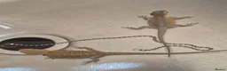 Bearded Dragon reptiles for sale: Baby bearded dragons  - Advert 3