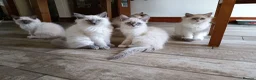 Ragdoll cats for sale: The best you can get!  - Advert 4