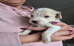 Cockapoo dogs for sale: F1b cockerpoo puppies - Image 22