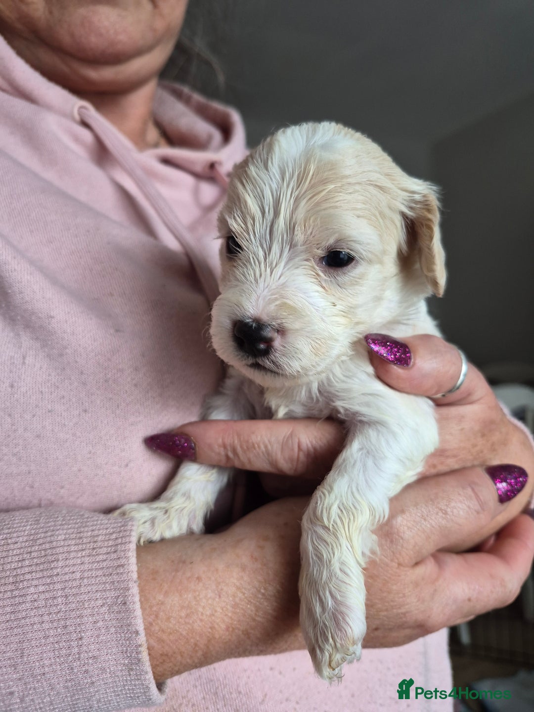 Cockapoo dogs for sale: F1b cockerpoo puppies - Image 22