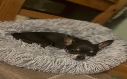 Chihuahua dogs for sale: Chihuahua - Image 2