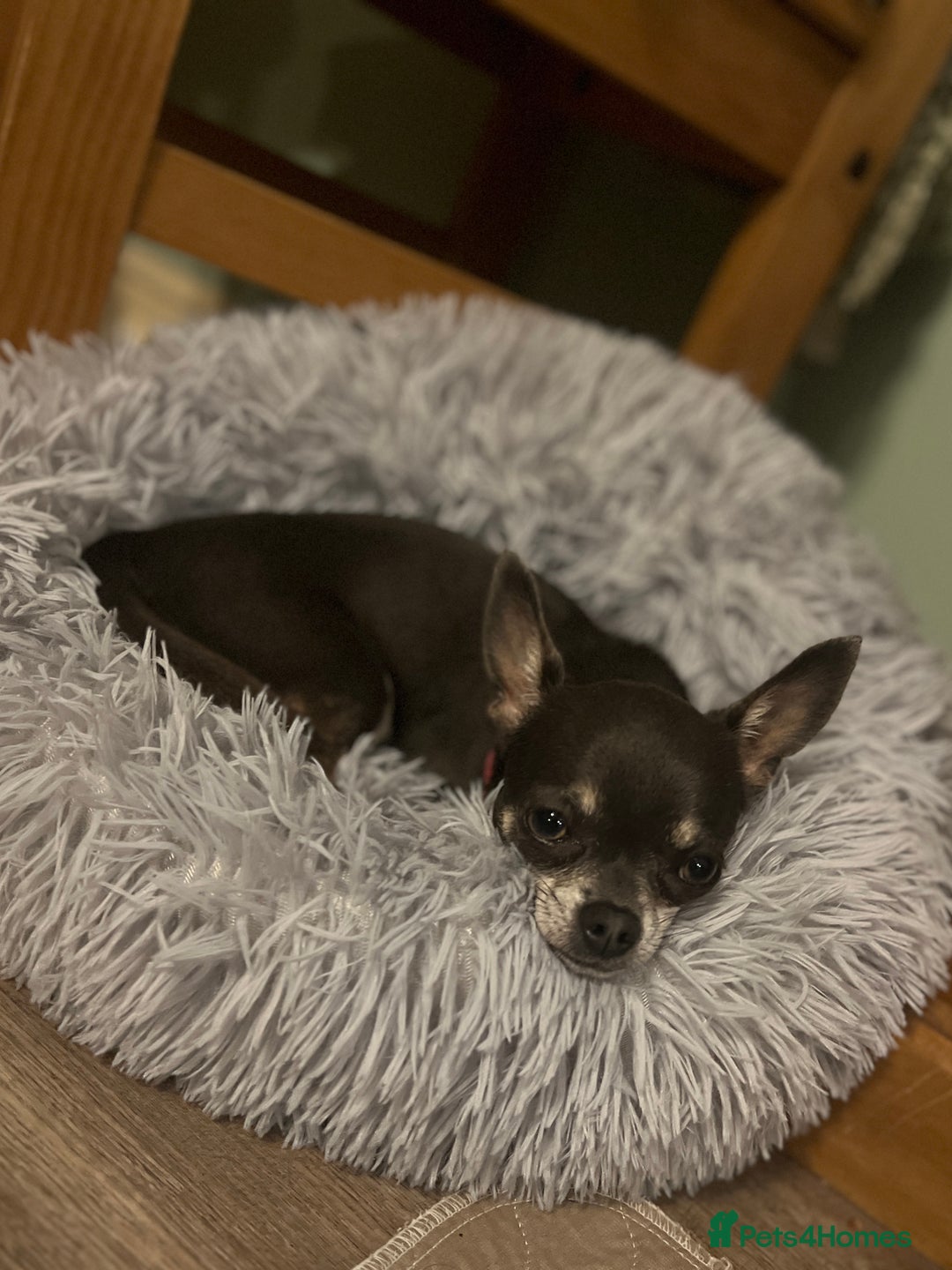 Chihuahua dogs for sale: Chihuahua - Image 2