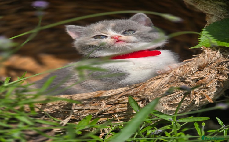 Scottish Fold cats - Advert 2