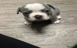 French Bulldog dogs for sale: Beautiful Frenchie Boys  - Image 3