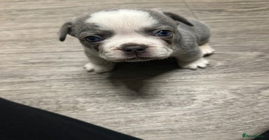 French Bulldog dogs - Advert 4