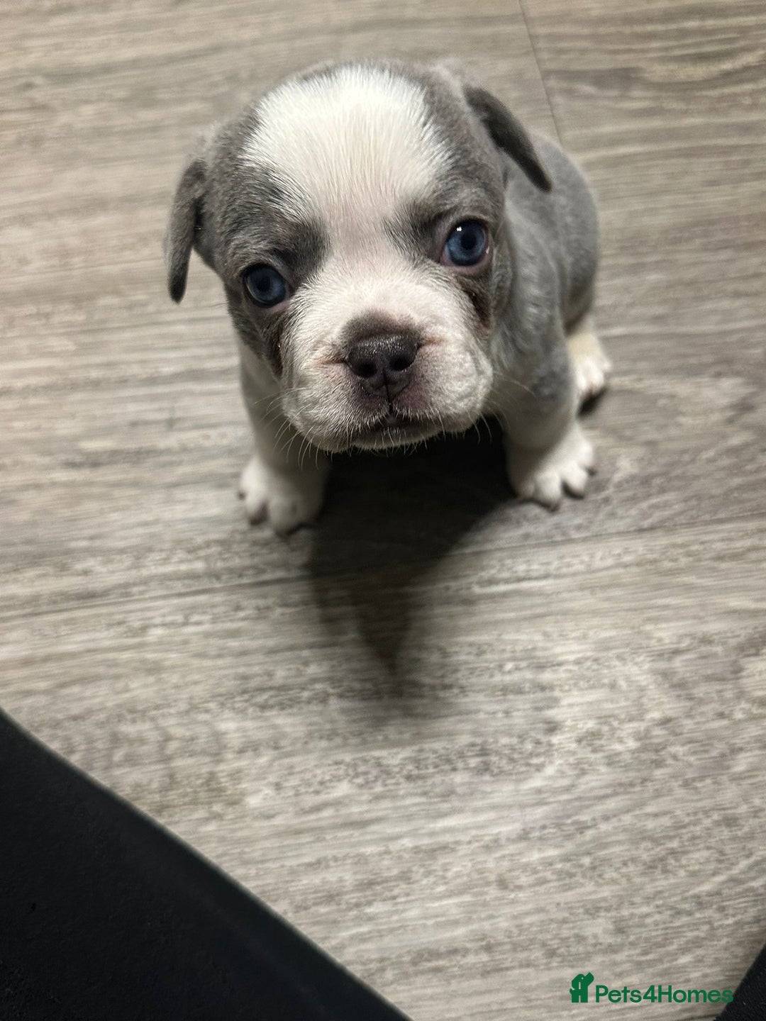 French Bulldog dogs for sale: Beautiful Frenchie Boys  - Image 3