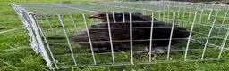 Chickens poultry for sale: Pair of brahmas - Advert 38