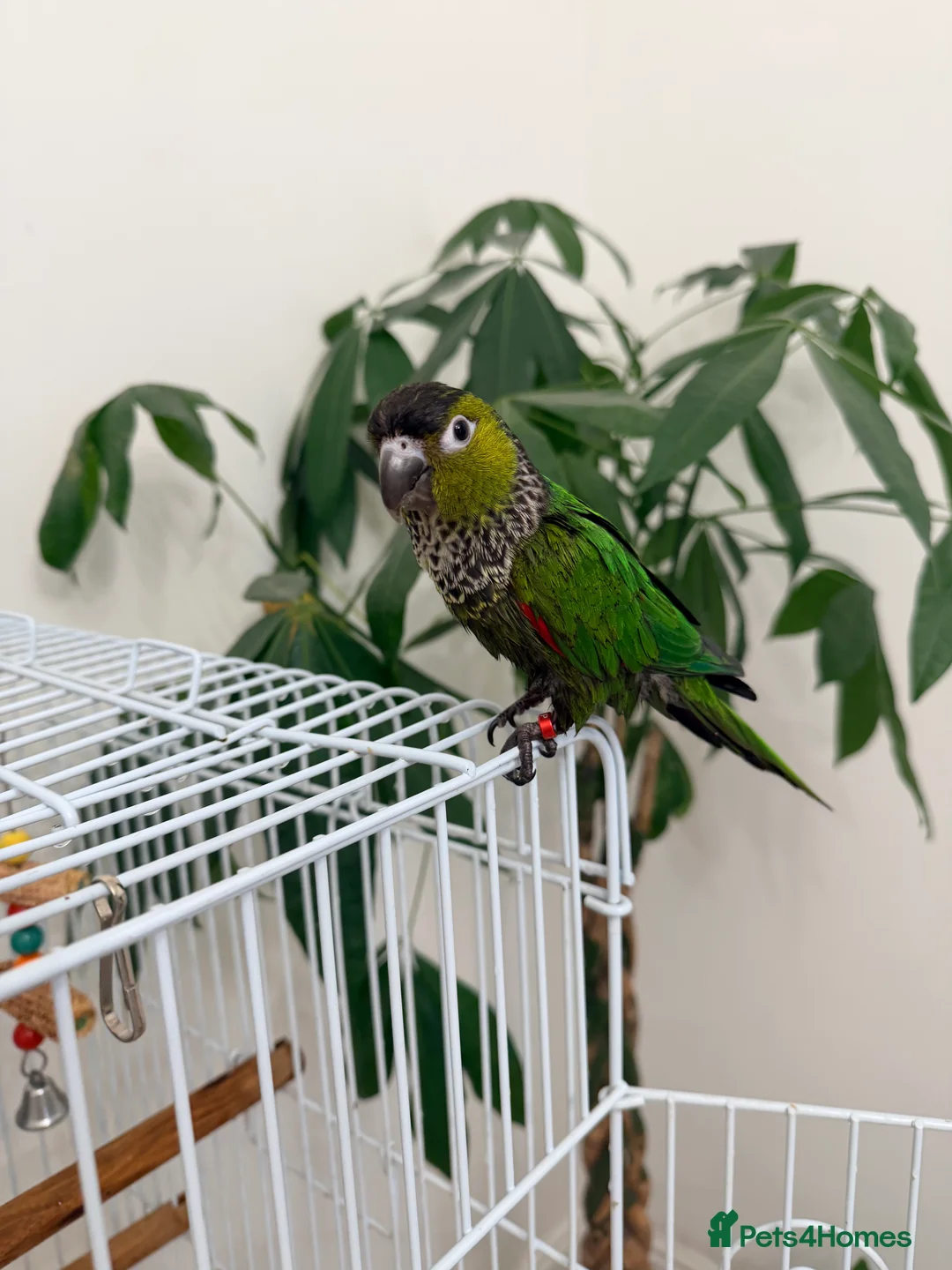 Conures birds for sale: Black capped conure -tamed  - Advert 5